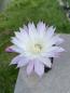 Preview: Echinopsis lila